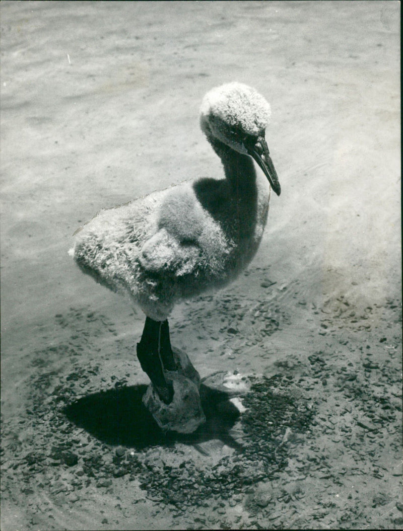 Flamingo Bird:Its legs Encrusted. - Vintage Photograph