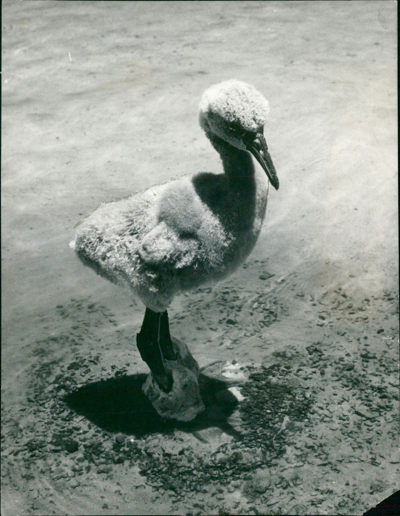 Flamingo Bird:It legs encrusted. - Vintage Photograph