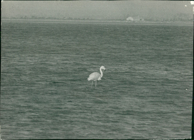 Flamingo Bird:Flamingo 4th tall. - Vintage Photograph