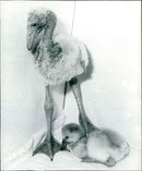 Flamingo Bird: - Vintage Photograph