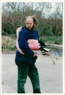 Flamingo Bird:Dr simon pickering. - Vintage Photograph
