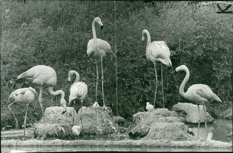 Flamingo Bird:Guarded by their proud elders. - Vintage Photograph