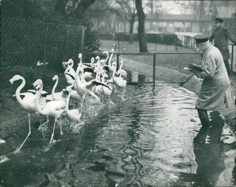 Flamingo Bird:CENSUS AT THE ZOO. - Vintage Photograph