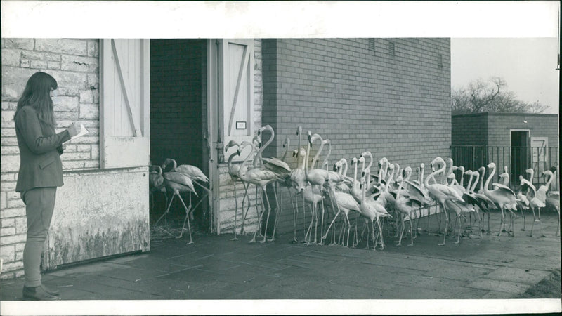 Flamingo Bird:counting the flamingoes. - Vintage Photograph