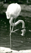 Flamingo Bird:A flamingo one of the many flamingo. - Vintage Photograph