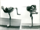 Flamingo Bird:Slimbridge gloss PA. - Vintage Photograph