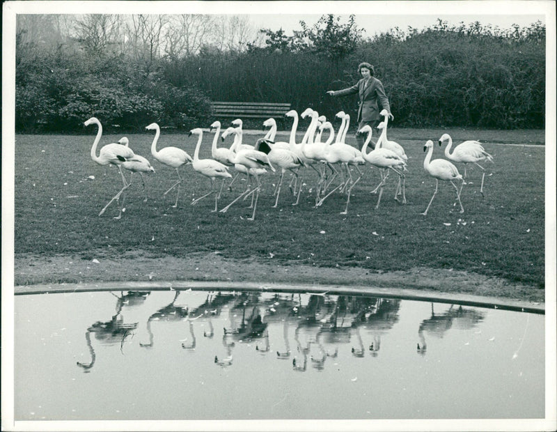 Flamingo Bird: - Vintage Photograph