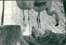 Flamingo Bird:Baby flamingos. - Vintage Photograph
