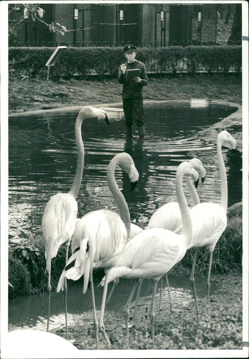 Flamingo Bird:Flamingoes stand to counted. - Vintage Photograph