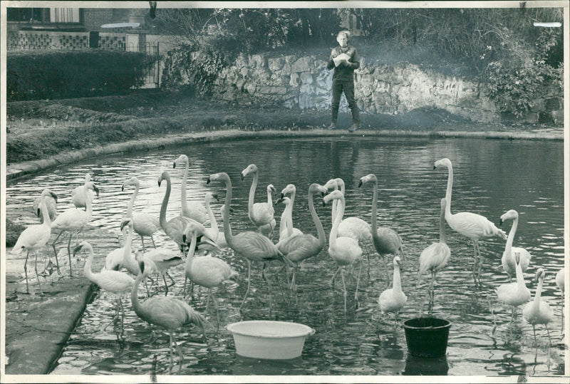 Flamingo Bird:Head keeper derek wood. - Vintage Photograph