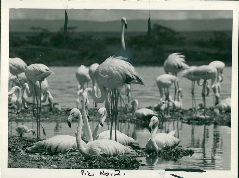 Flamingo Bird: - Vintage Photograph