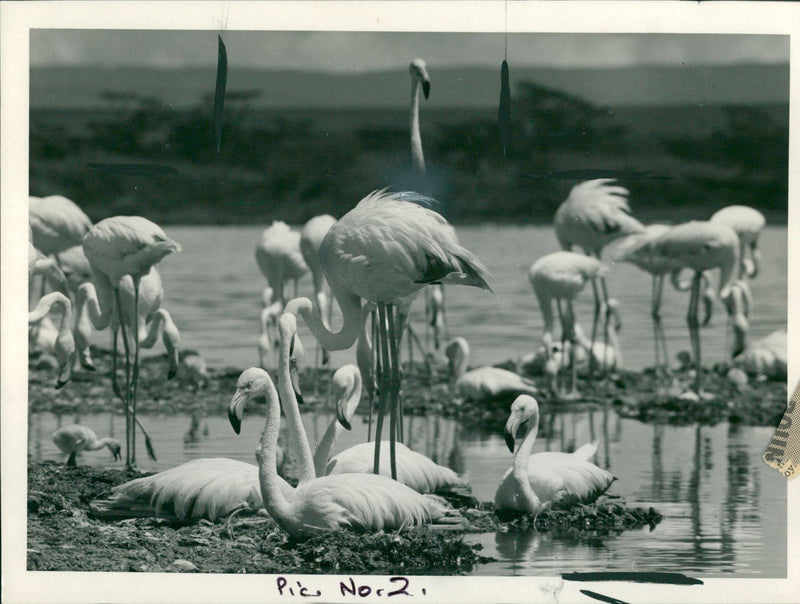 Flamingo Bird: - Vintage Photograph