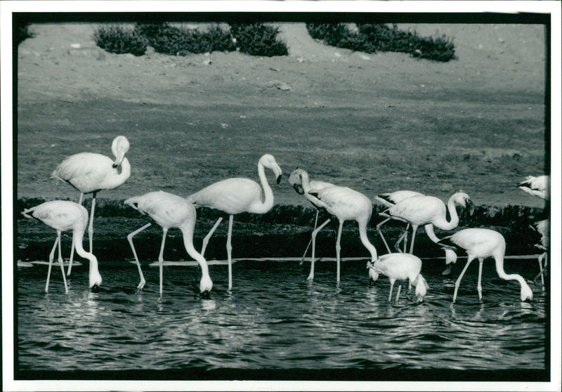 Flamingo Bird:Birds of a leather. - Vintage Photograph