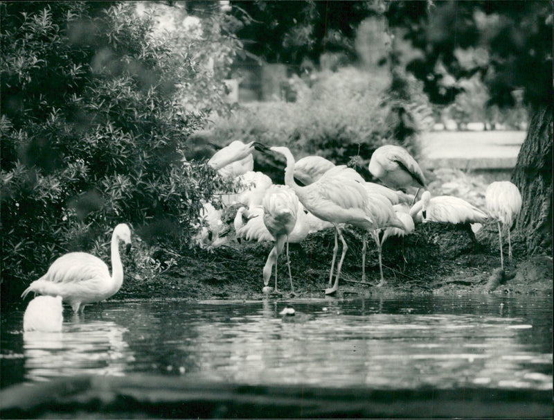 Flamingo Bird:London zoo. - Vintage Photograph