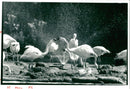 Flamingo Bird:Barry greenwood. - Vintage Photograph