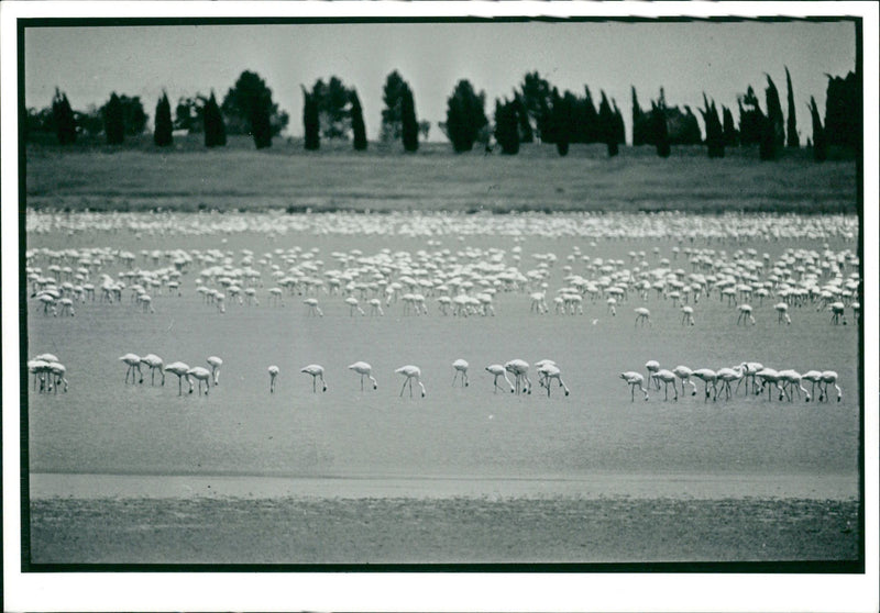 Flamingo Bird: - Vintage Photograph