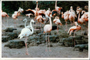 Flamingo Bird:carribean flamingos. - Vintage Photograph