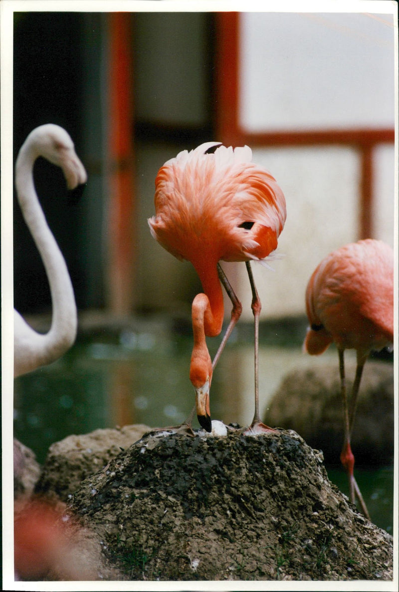 Flamingo Bird:baby flamingos. - Vintage Photograph