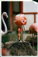 Flamingo Bird:baby flamingo. - Vintage Photograph
