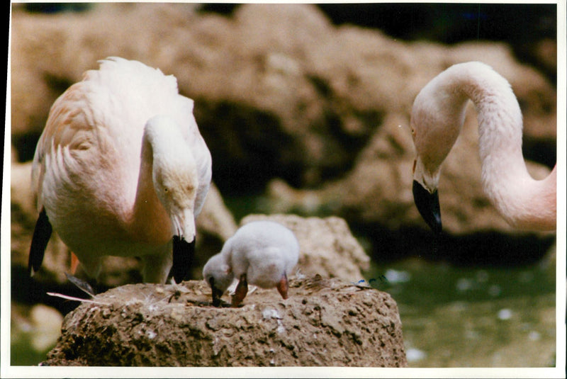 Flamingo Bird:Baby flamingo. - Vintage Photograph