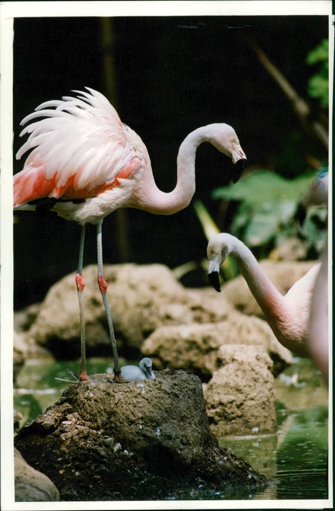Flamingo Bird:baby flamingo. - Vintage Photograph