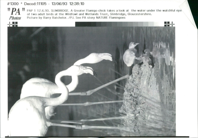 Flamingo Bird:Slimbridge. - Vintage Photograph