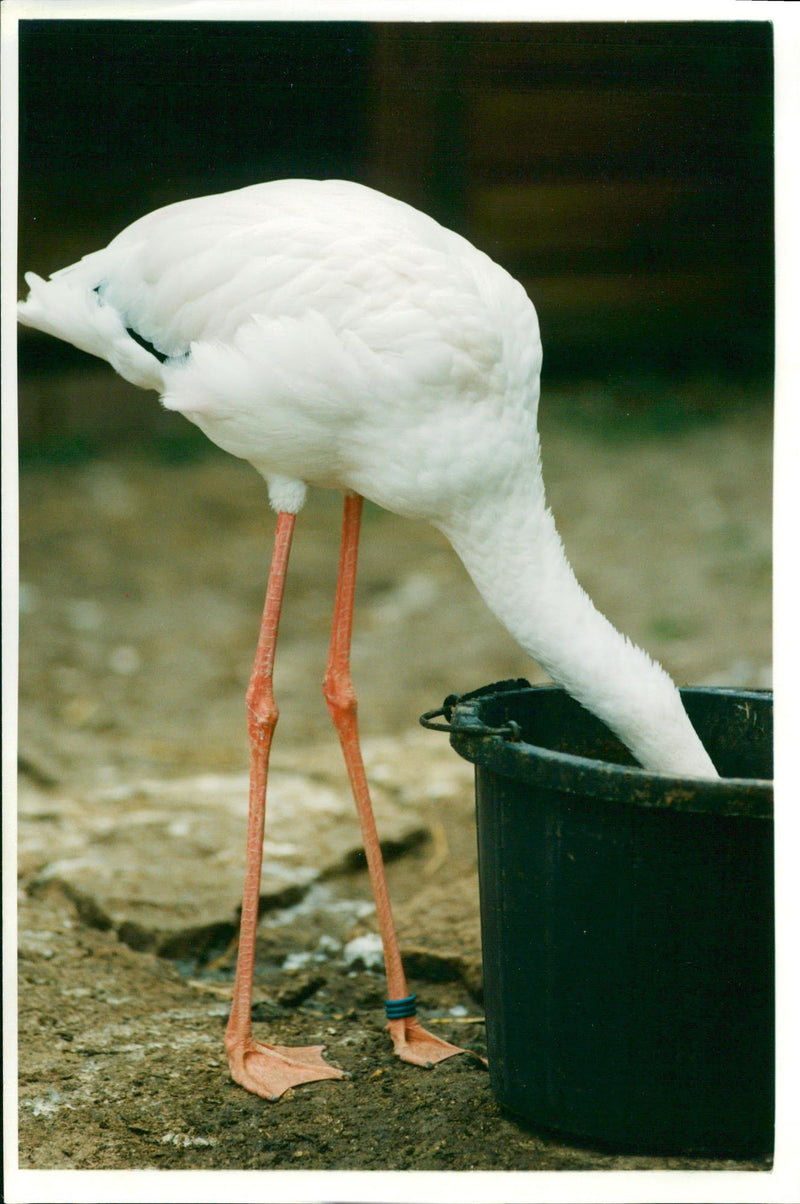 Flamingo Bird:Noses around. - Vintage Photograph