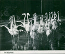 Flamingo Bird: - Vintage Photograph