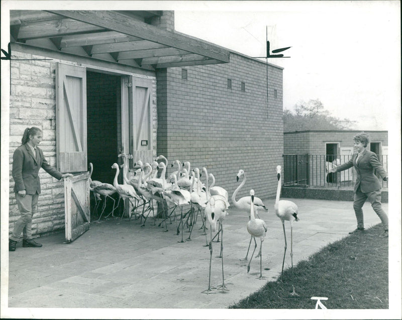 Flamingo Bird:Feel the cold. - Vintage Photograph