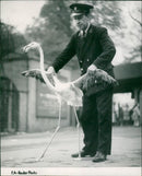 Flamingo Bird:Ready to go. - Vintage Photograph