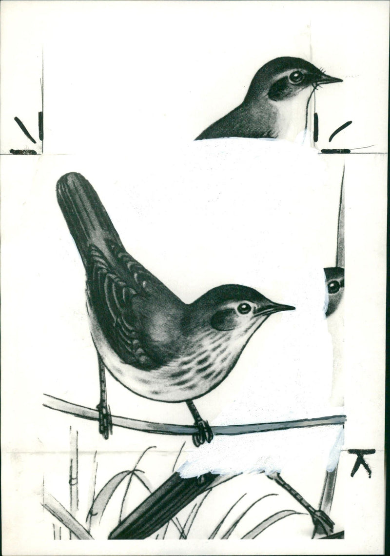 River Warbler Birds - Vintage Photograph