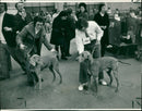 Dogs: Weimaraners. - Vintage Photograph