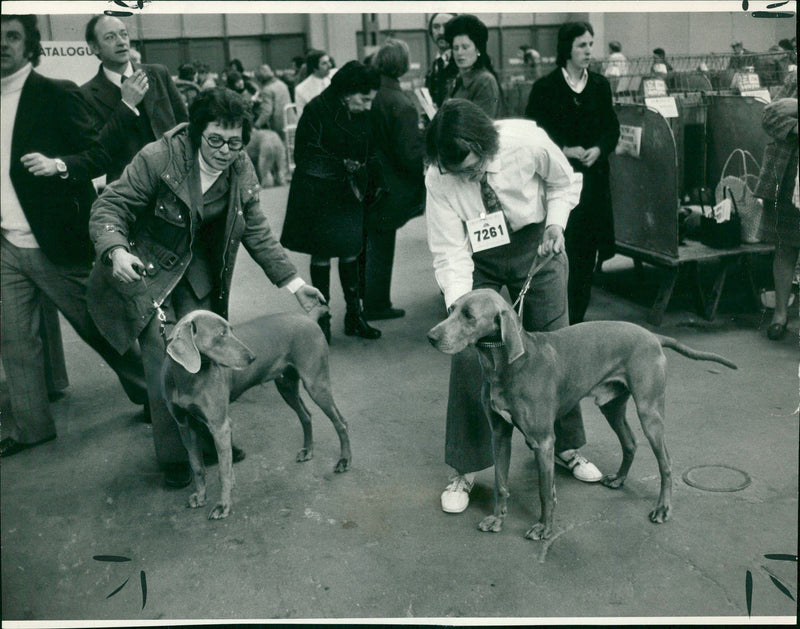 Dogs: Weimaraners. - Vintage Photograph