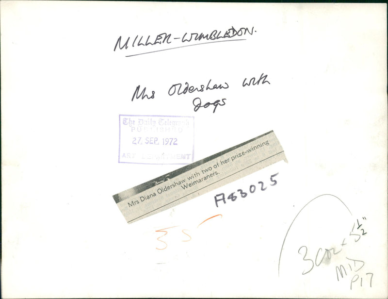 Dogs: Weimaraners: Mrs. Diana Oldershaw. - Vintage Photograph