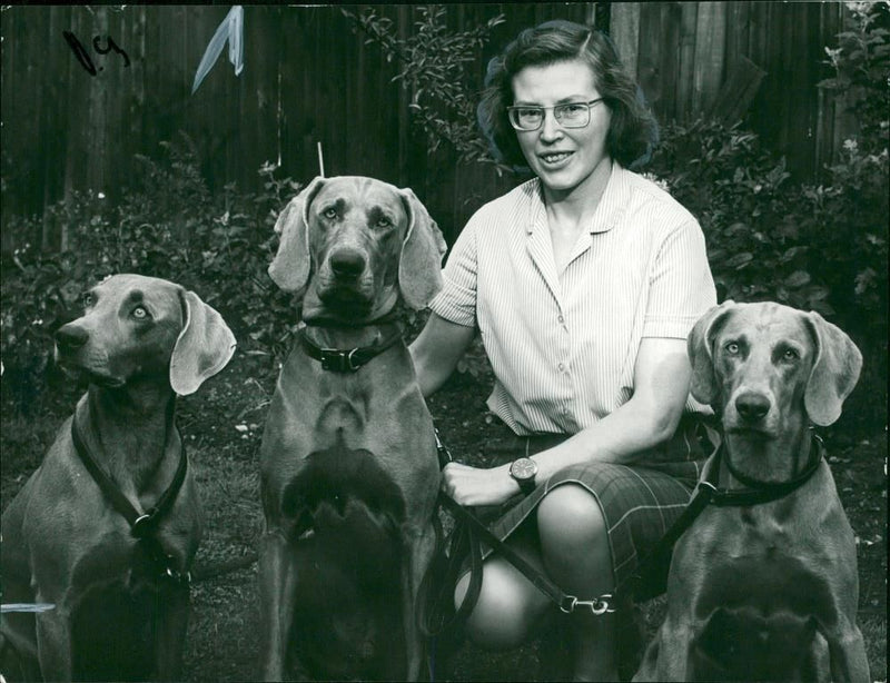 Dogs: Weimaraners: Mrs. Diana Oldershaw. - Vintage Photograph