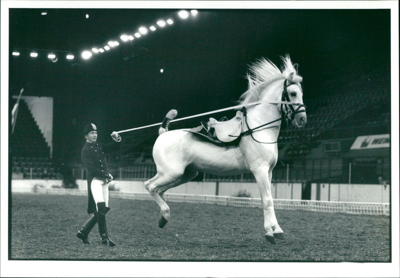 Animal HorseLippizan. - Vintage Photograph
