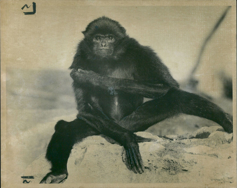 animal Hylobates Klossii - Vintage Photograph