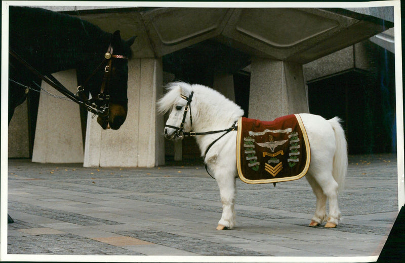 Animal Horse Miniature. - Vintage Photograph