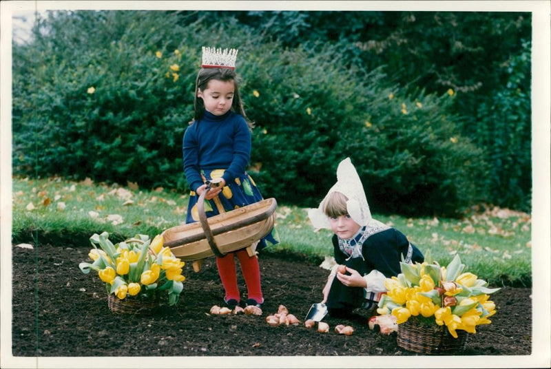 Hyde Park, London new royal tulip bulb - Vintage Photograph