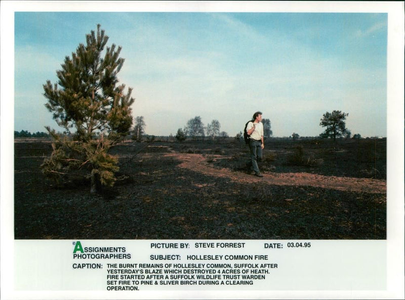 The burnt remains of hollyesley common . - Vintage Photograph