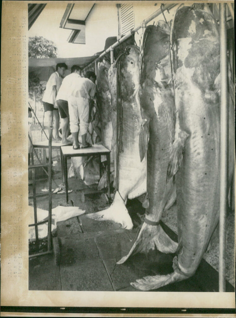 Catfish - Vintage Photograph