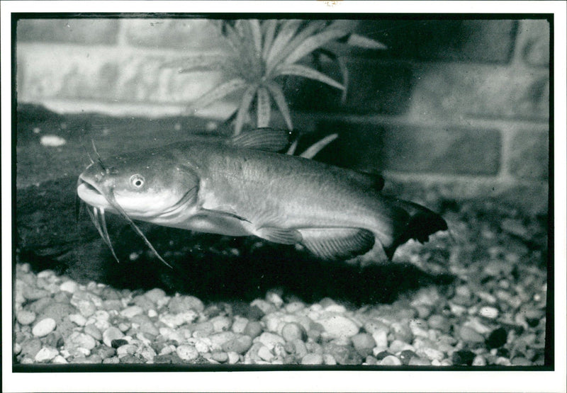 Catfish - Vintage Photograph