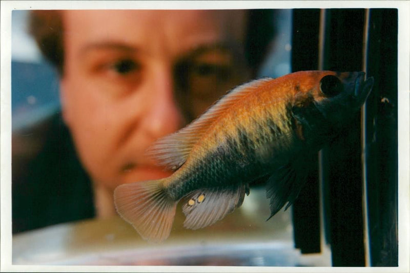 Fish: Haplochromis Nyererei: Justin Bell. - Vintage Photograph