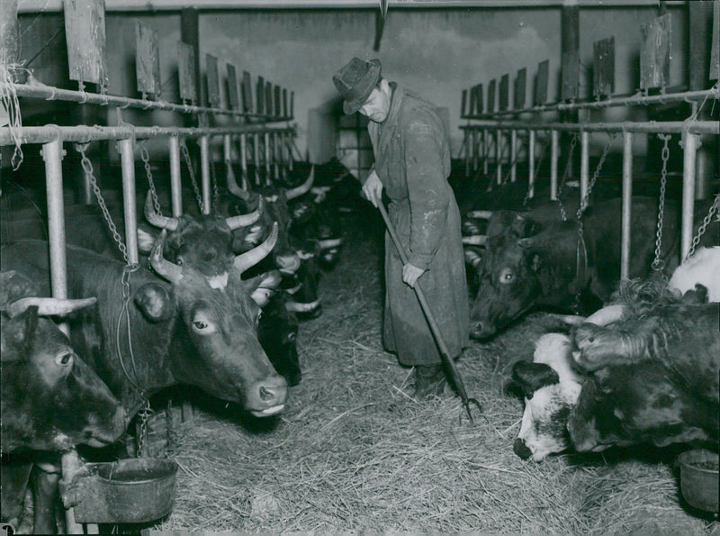 LadugÃ¥rden at the Animal Husbandry Hospital in Ultuna - Vintage Photograph