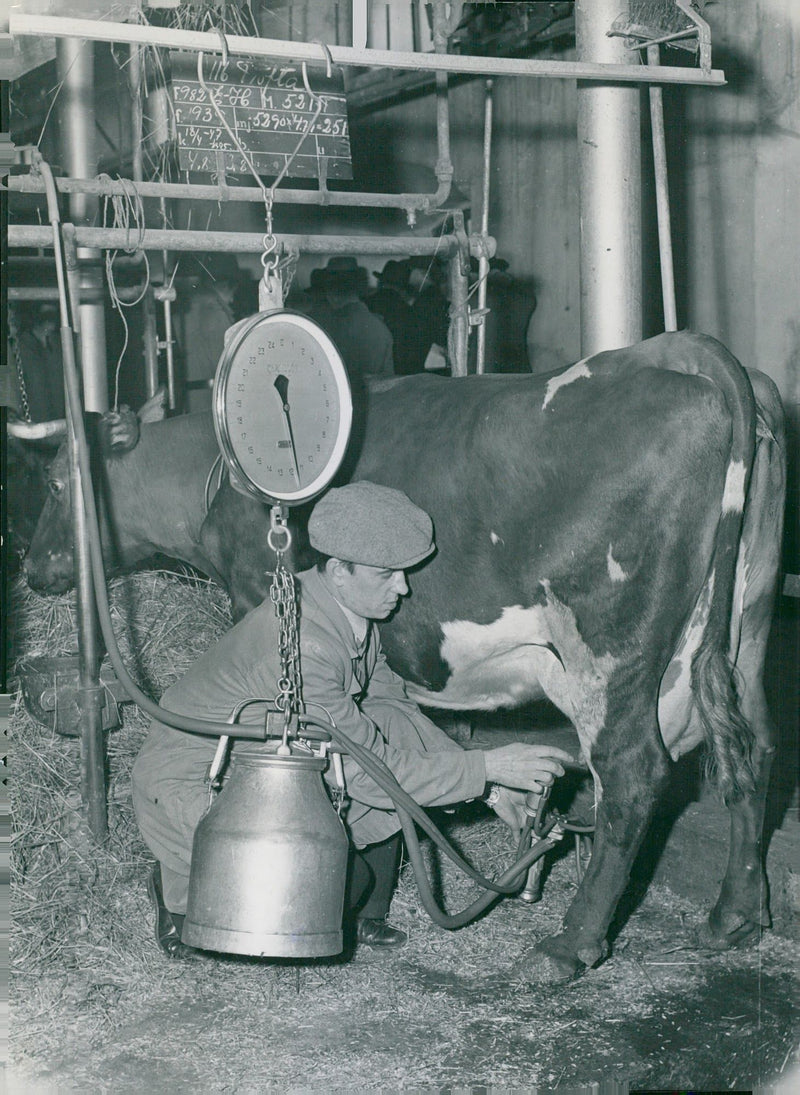 Milking at the Ultima Animal Husbandry - Vintage Photograph