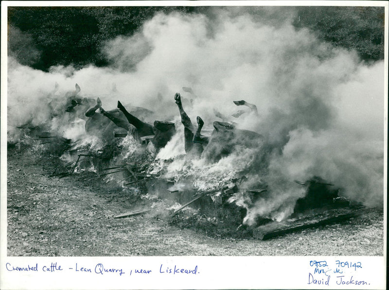 Animal, Cattle: Cremated cattle. - Vintage Photograph