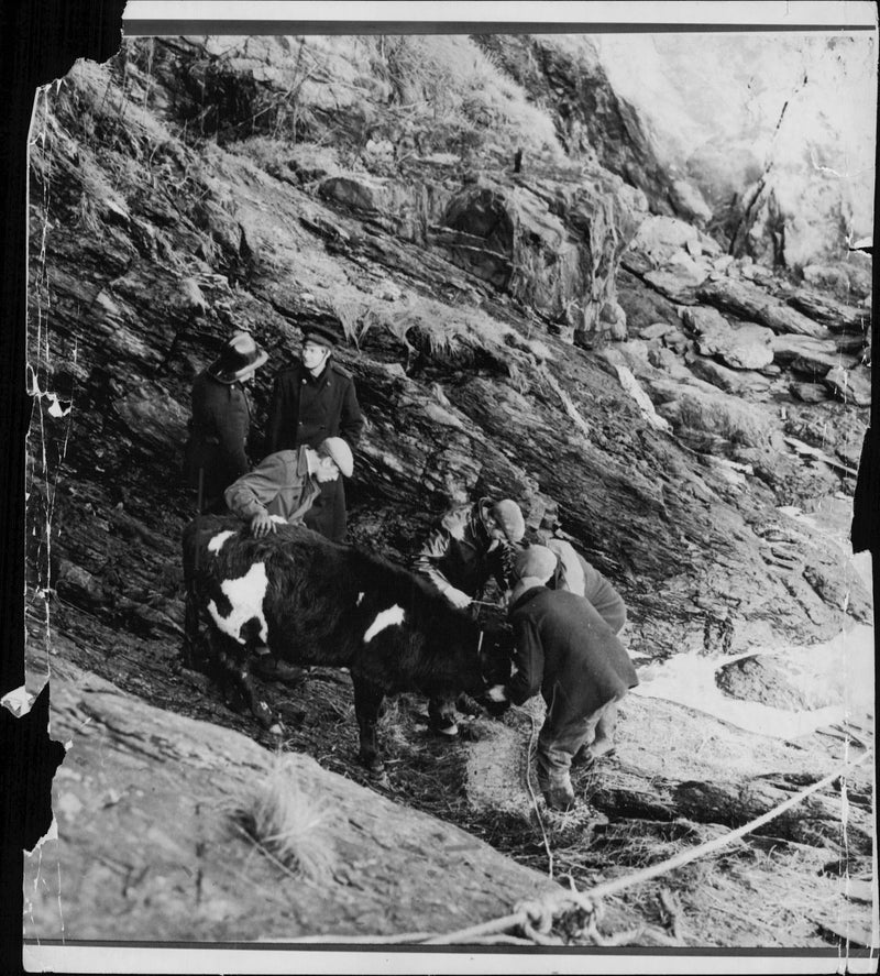 Animal, Cattle: Members of the rescue team  tether the bullock. - Vintage Photograph