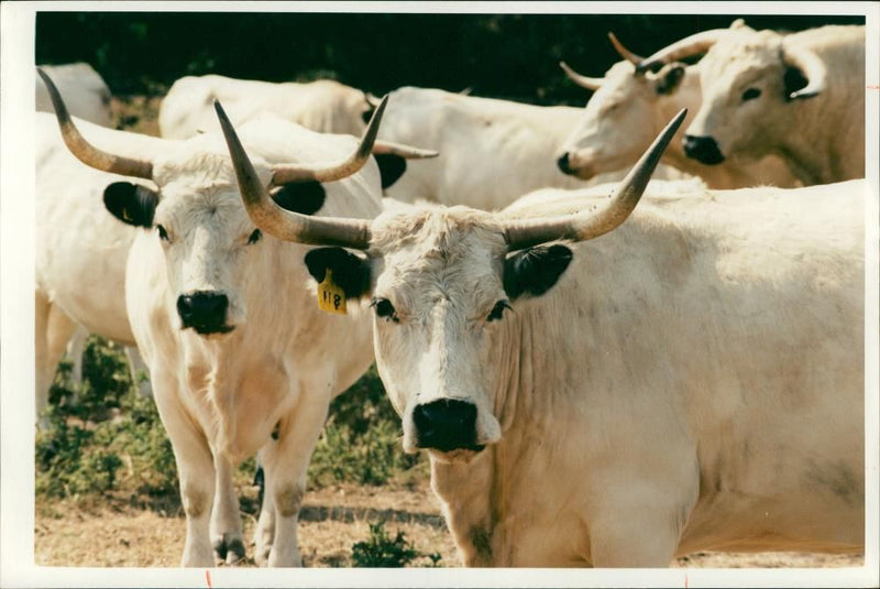 Animal, Cattle: White park cattle. - Vintage Photograph