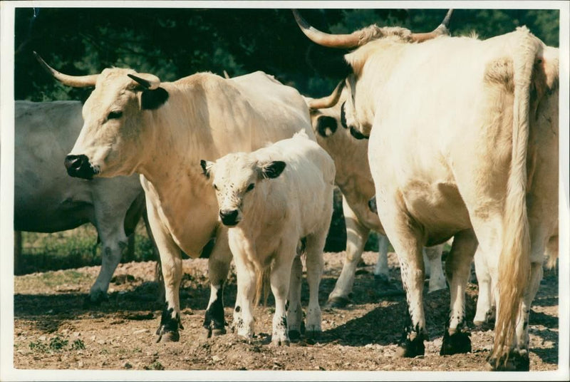 Animal, Cattle: White park cattle. - Vintage Photograph