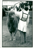 Animal, Cattle: The royal show. - Vintage Photograph